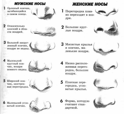 Анатомия пазух носа – все что нужно знать обычному человеку | afrodita-spa.ru