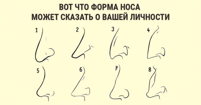 Типы ноздрей и характер человека. как определить характер человека по форме носа? нос с горбинкой, курносый, прямой, орлиный, узкий, уточкой, большой, маленький, острый, картошкой, длинный, широкий у девушки, женщины, мужчины: какой характер? нос и характ