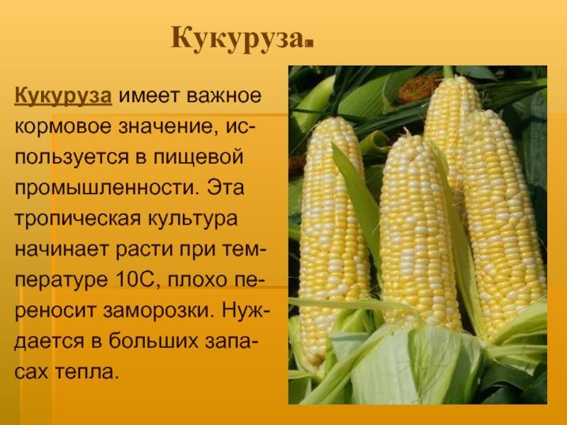 Фраза кукурузу охраняю стала широко распространенной и популярной в интернет-пространстве Изначально она возникла в русскоязычном сообществе социальных