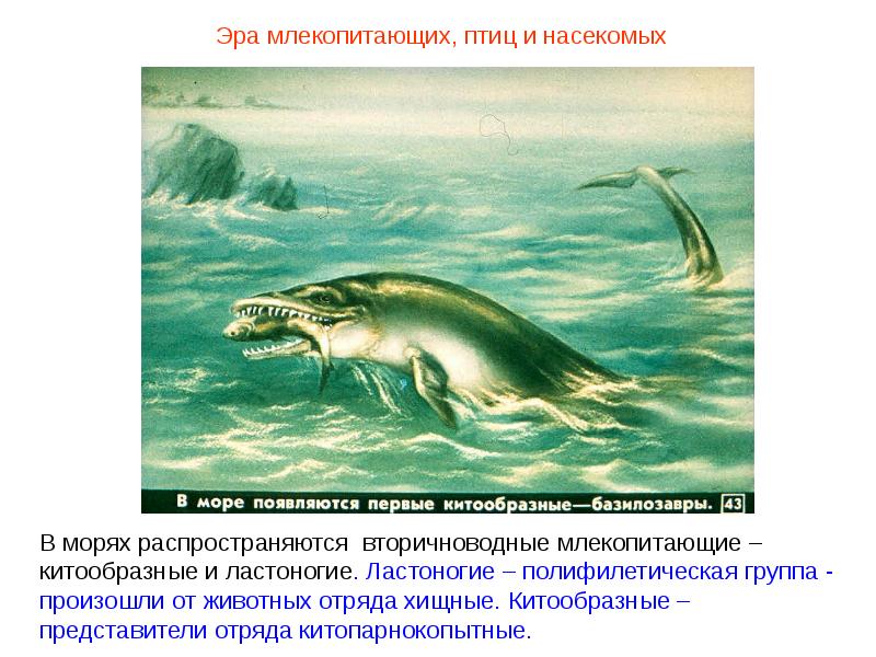 Экологические группы организмов - рассашко и.ф. и др. общая экология