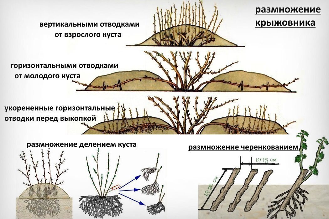 Зеленое черенкование — пошаговая инструкция и особенности для разных растений selo.guru — интернет портал о сельском хозяйстве