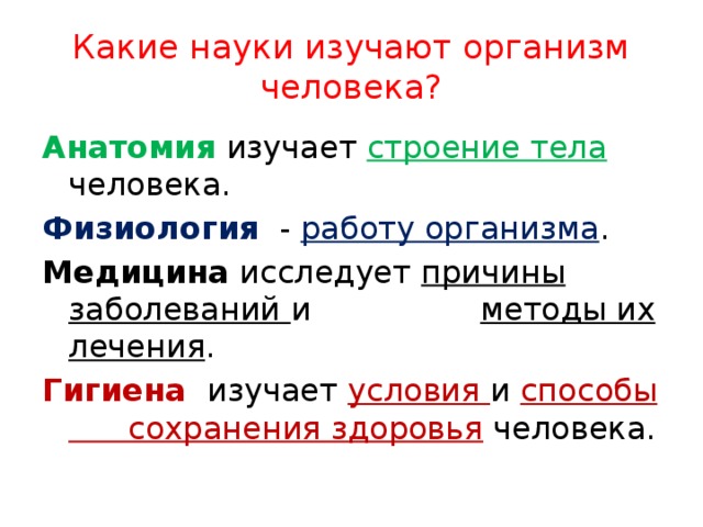 Анатомическое положение – определение и функция