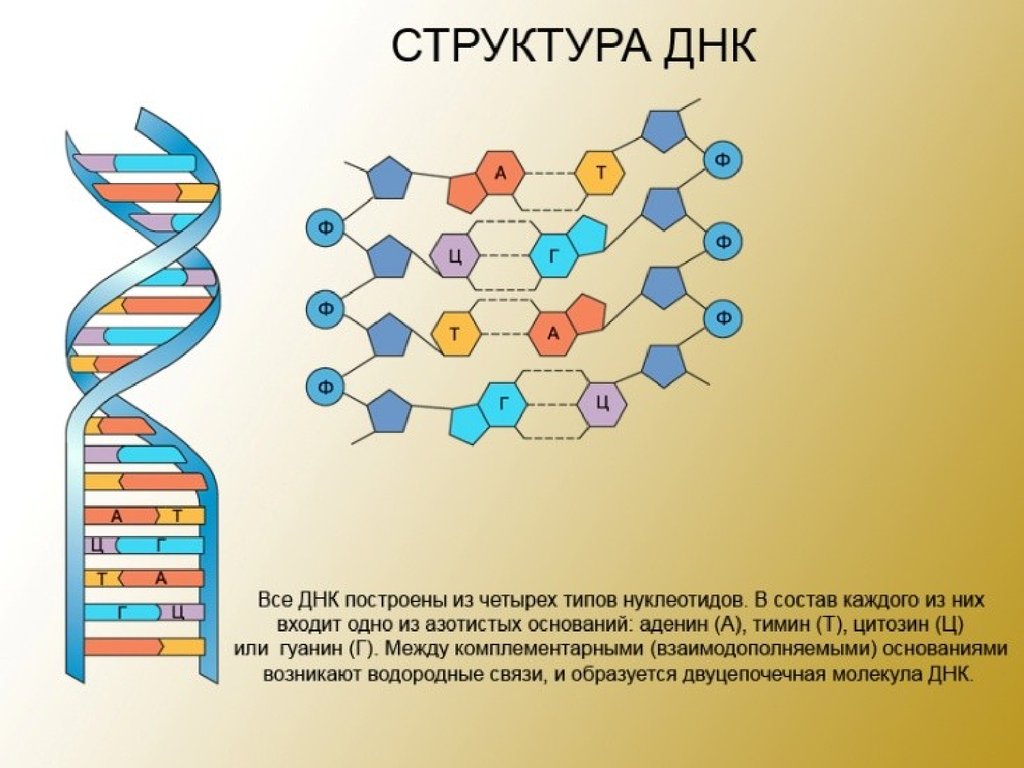 Что значит конденсация хромосом?