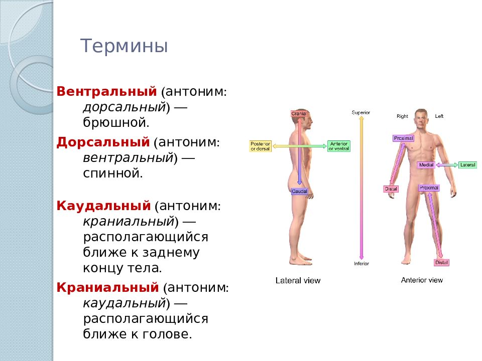 Теория медиальности в западной практике