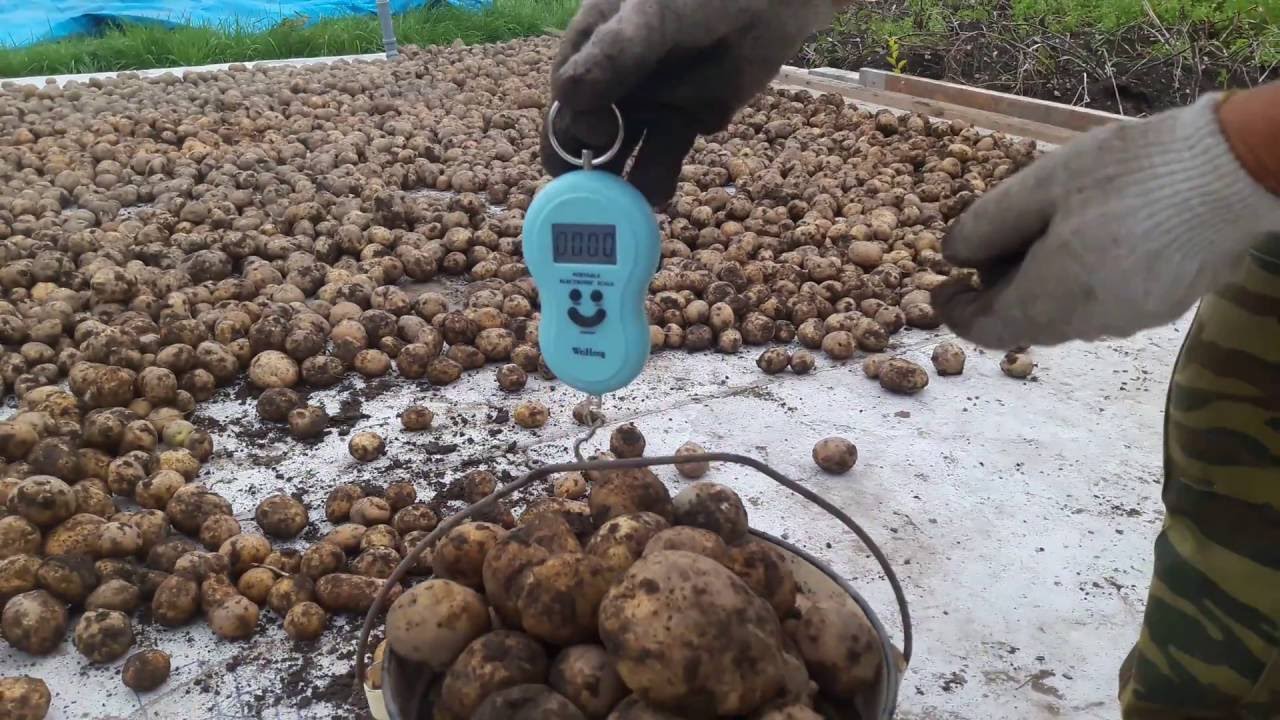 Сколько грамм картофеля в 200 граммах? граммаж картофеля в 200 граммах