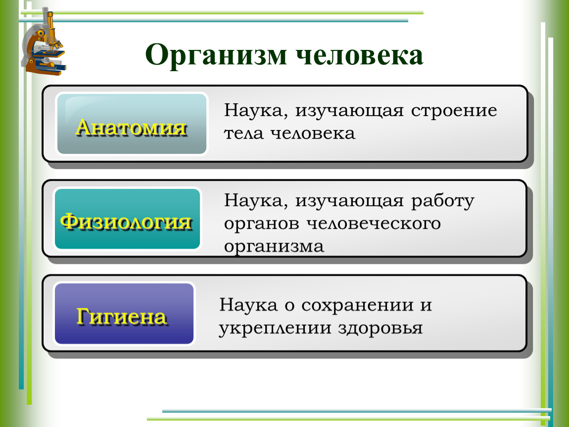 Анатомическая терминология для пространственных отношений — рувики: интернет-энциклопедия