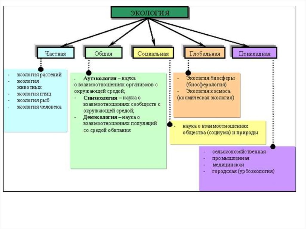 Экосистема: определение понятия, структура, виды