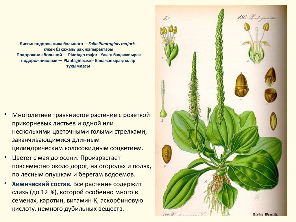 Лист растения. характеристика и классификация листьев