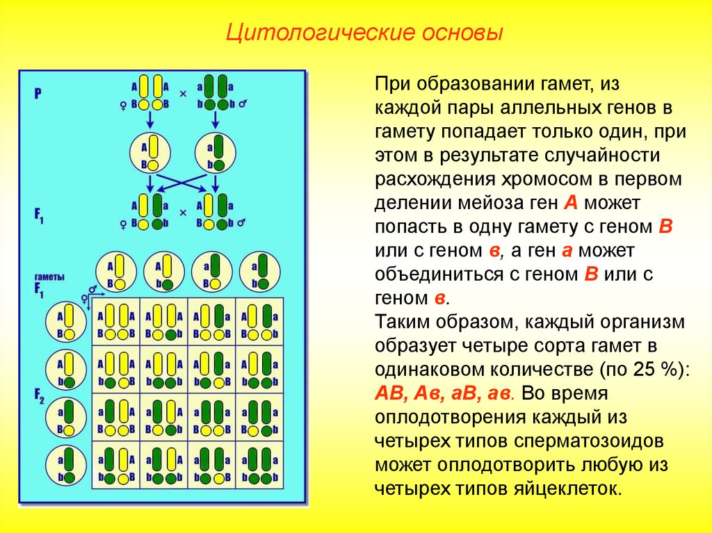 Элементарные  эволюционные факторы: понятие эволюции, суть синтетической теории эволюции, ее роль