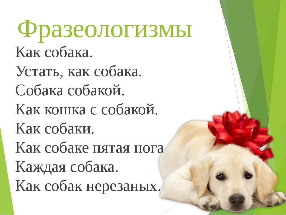 Что означает фразеологизм "вешать всех собак" | какой смысл