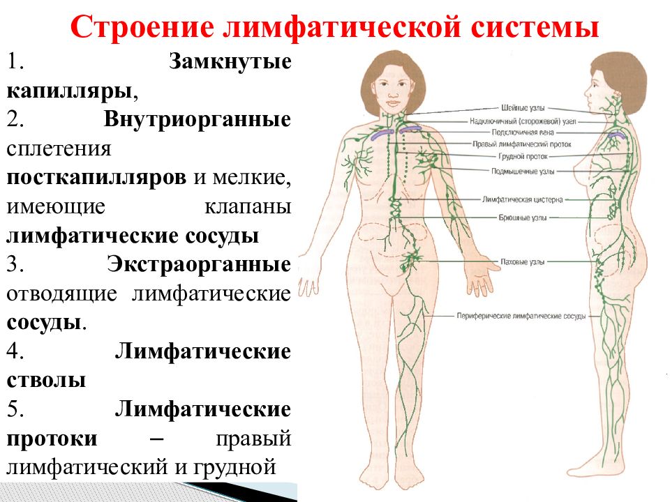 Анатомия: наука о строении тела человека, основные понятия
