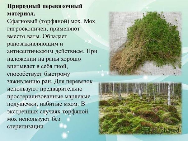 Мхи (моховидные растения) - строение, значение и характеристика мхов | классы и отделы моховидных