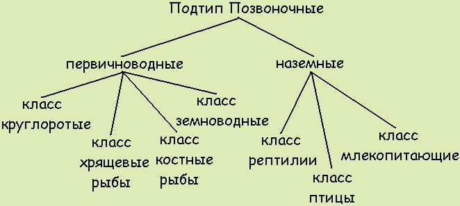 Тип членистоногие (arthropoda), класс ракообразные (crustacea)