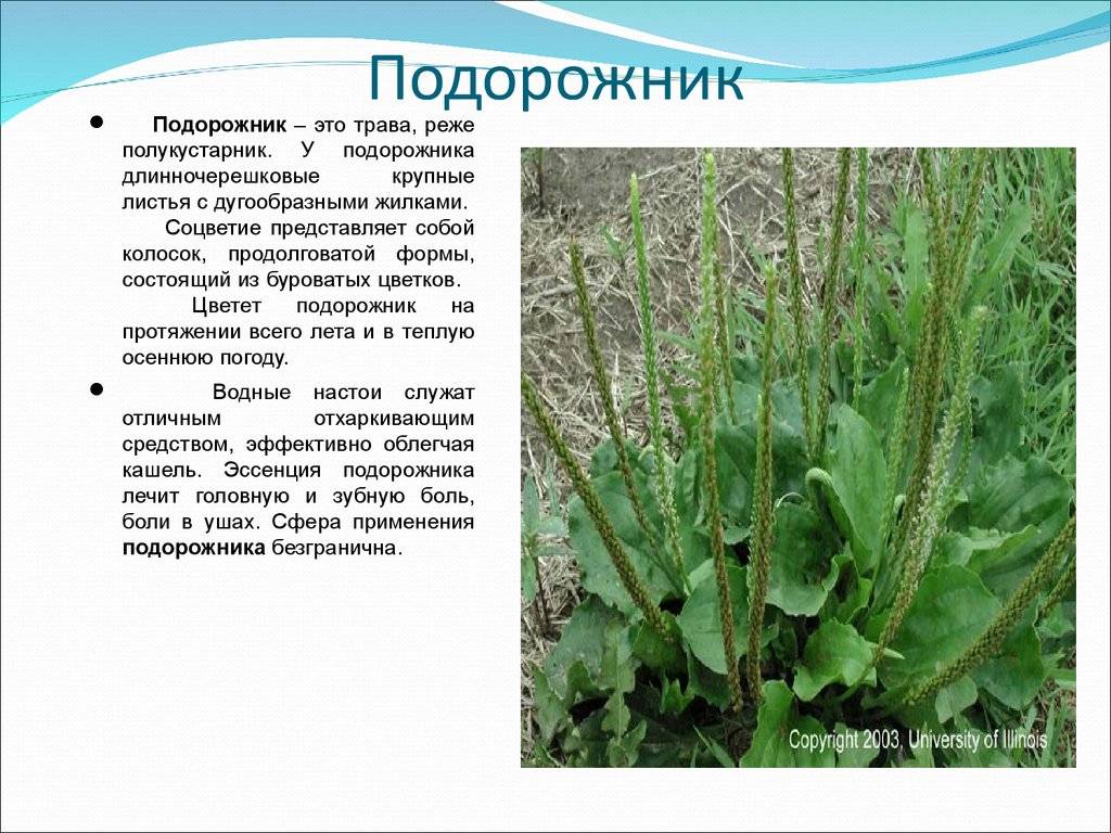 Лист растения. строение, виды листовых пластин, типы расположения