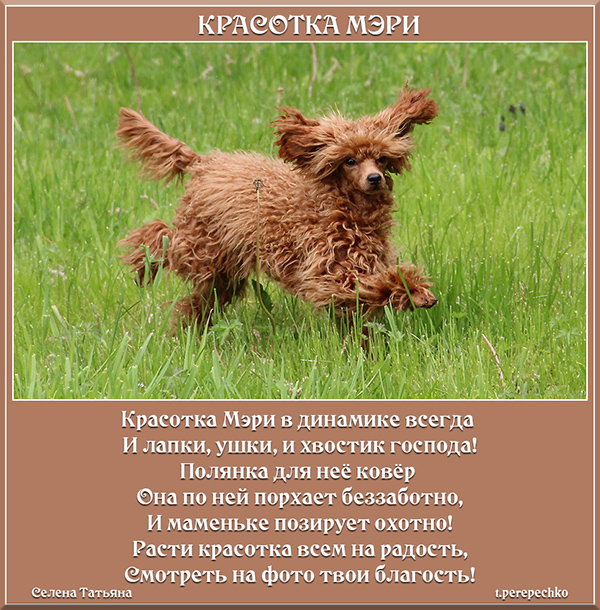 Красотка Мэри — известное выражение, часто используемое на просторах интернета Оно описывает женщину, обладающую не только внешней красотой, но и