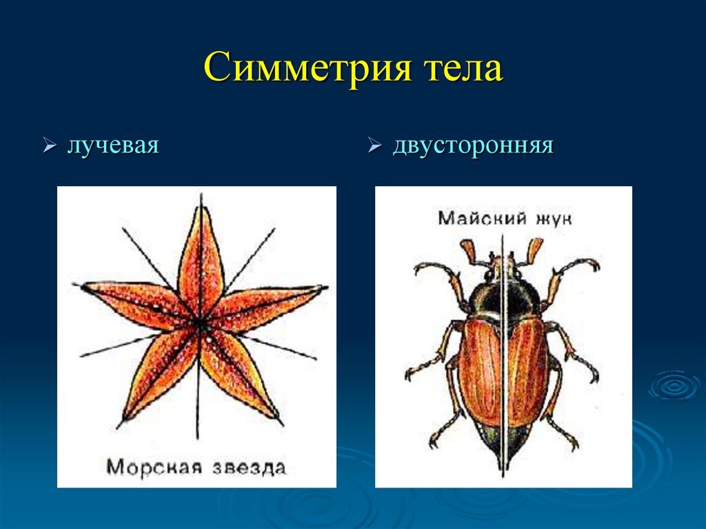 Радиальная симметрия — рувики: интернет-энциклопедия