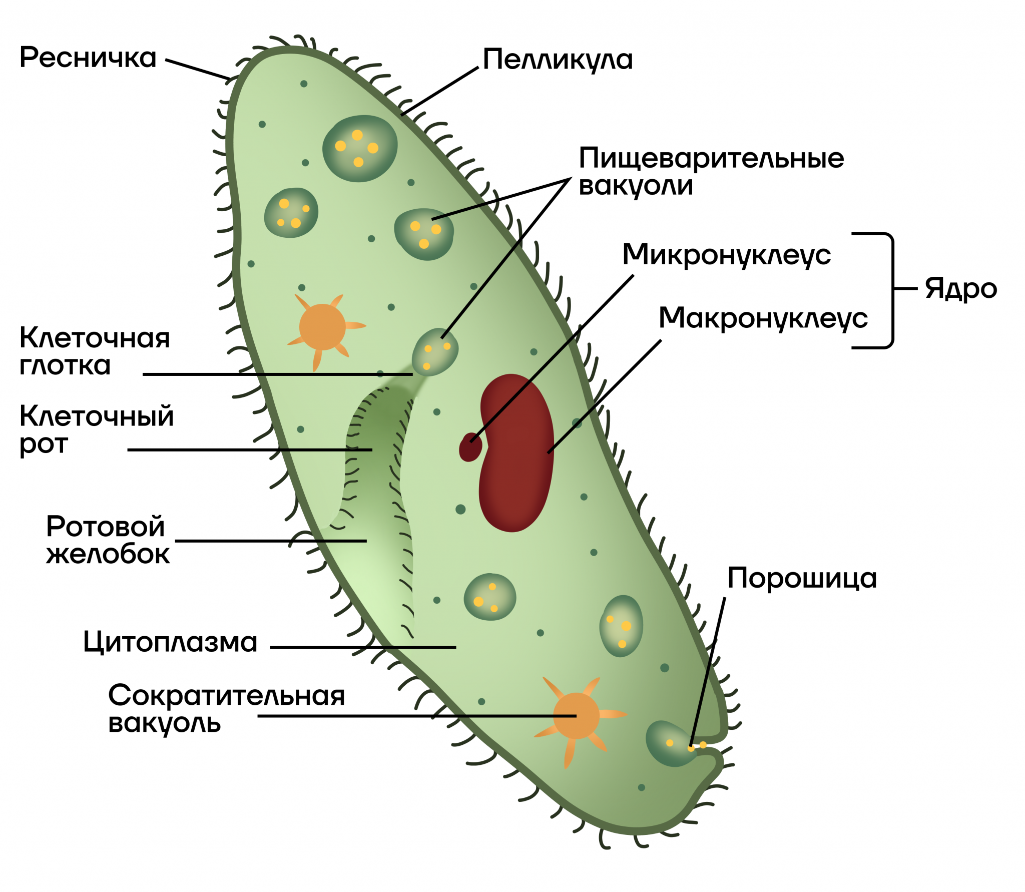 Подцарство простейшие - умскул учебник