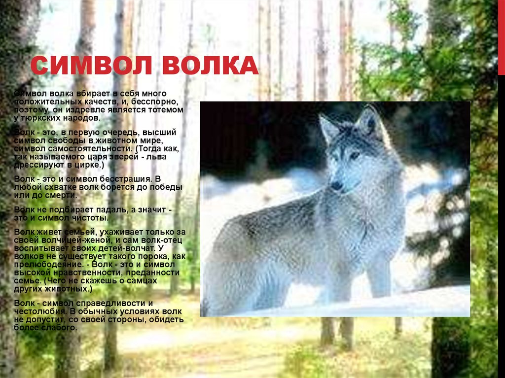 Что значит волком выть: происхождение и значение популярного выражения