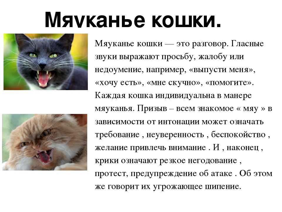 Почему кошки мнут лапами человека и выпускают когти?