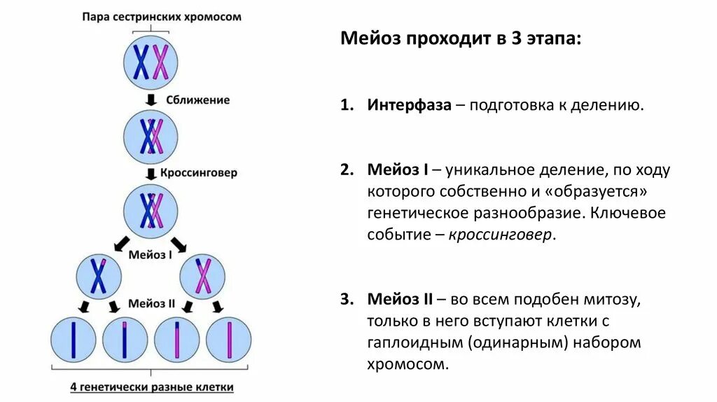 Деление клеток. митоз и мейоз, фазы деления