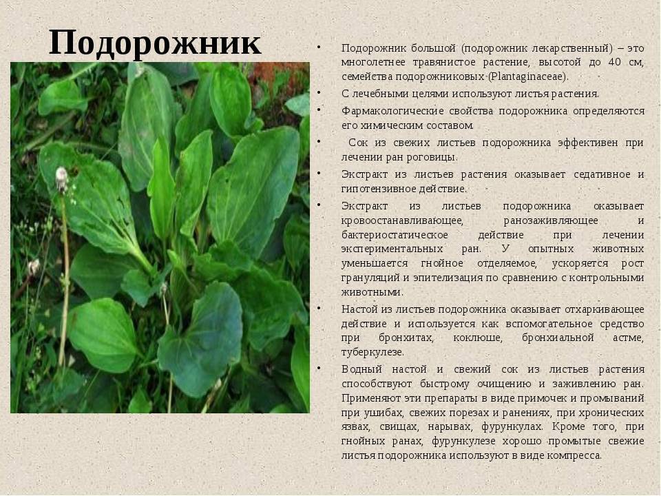 Подорожник ланцетолистный  – полезные свойства, описание