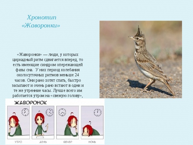 Человек-жаворонок: описание хронотипа, характер, поведение