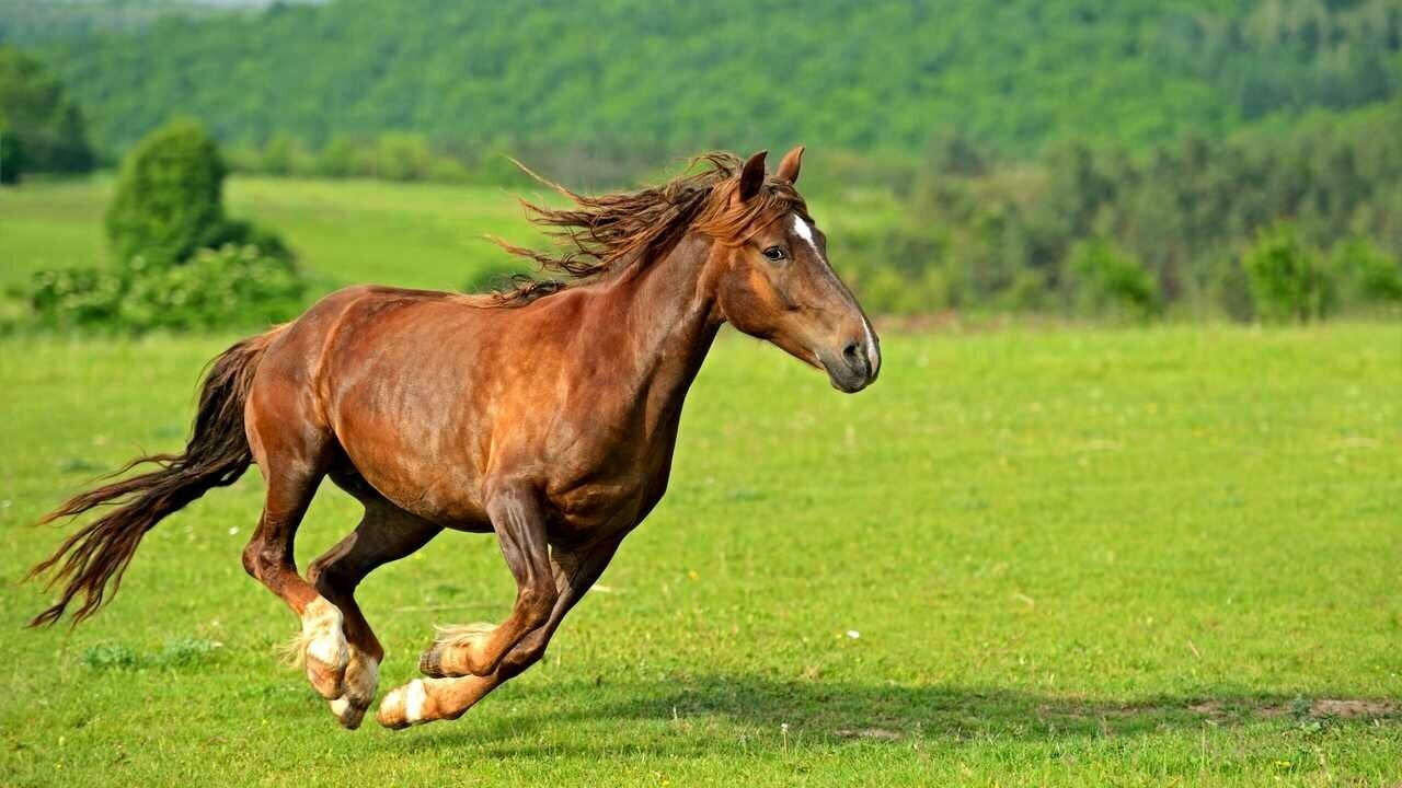 Лошадиный аллюр: виды бега лошади, самый быстрый ход
