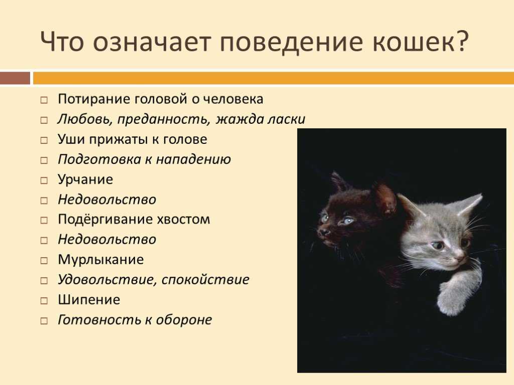 Эвглена зеленая – то ли животное, то ли растение