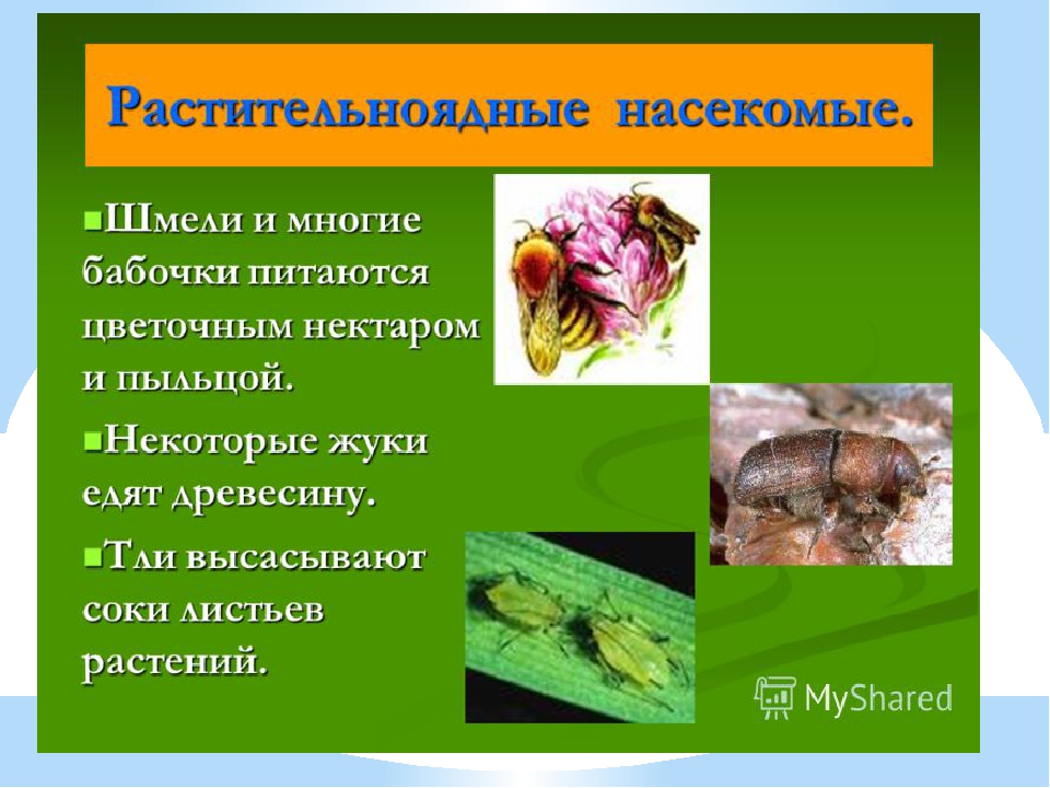 Членистоногие – определение, характеристики, примеры и типы
