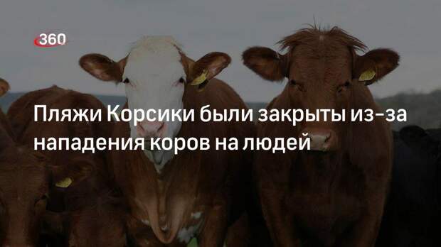 Что делать, если корова лягается (бьется) при доении?