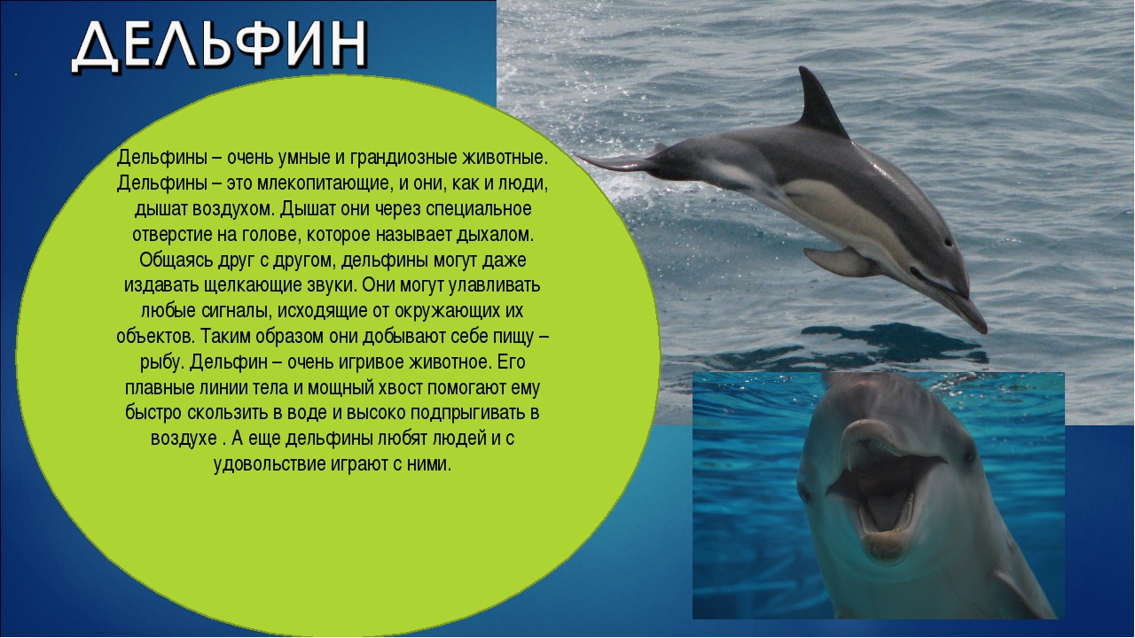 Млекопитающие животные - читать кто это такие и что едят