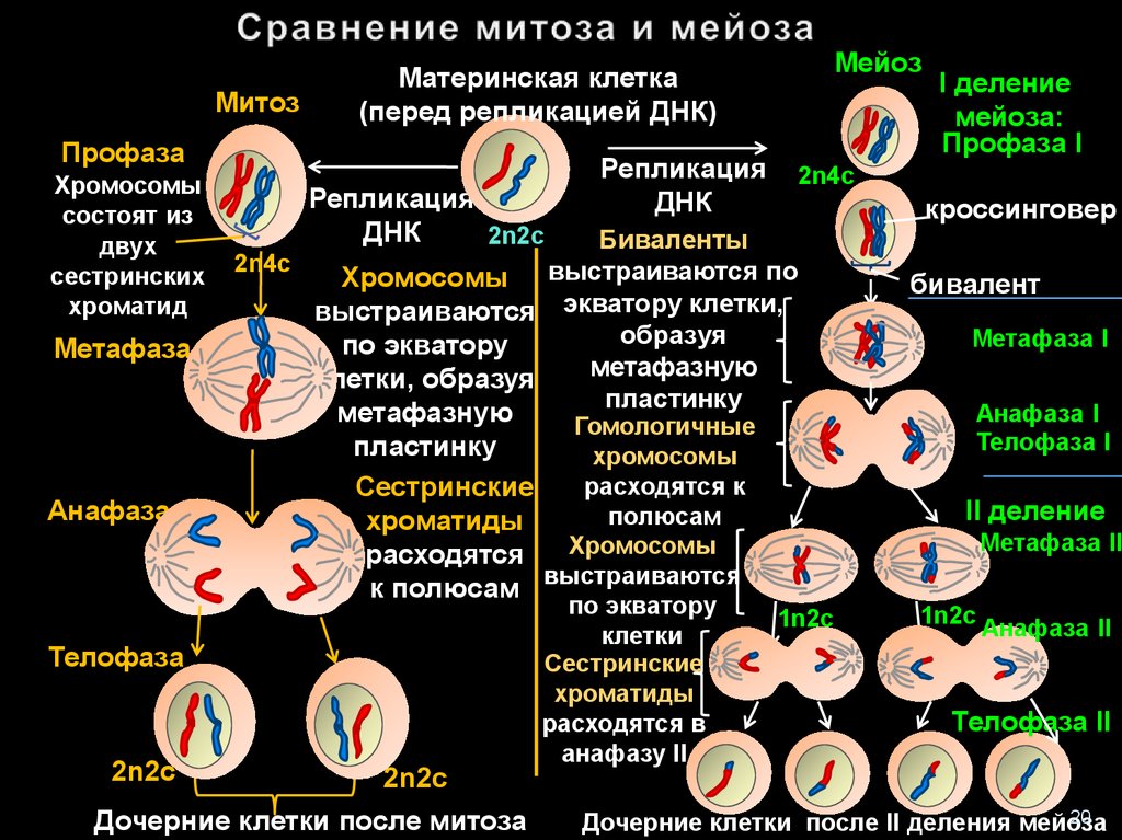 Мейоз 10 класс онлайн-подготовка на ростелеком лицей | тренажеры и разбор заданий