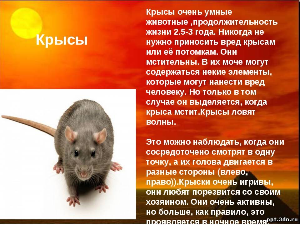 К чему дома появляются крысы: народные приметы