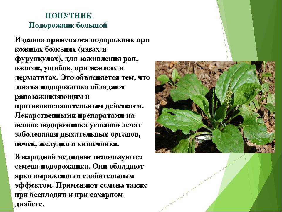 Подорожник ланцетолистный: описание, свойства и применение - florn.ru