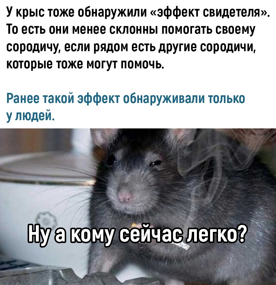 К чему в доме или квартире появляются крысы. приметы