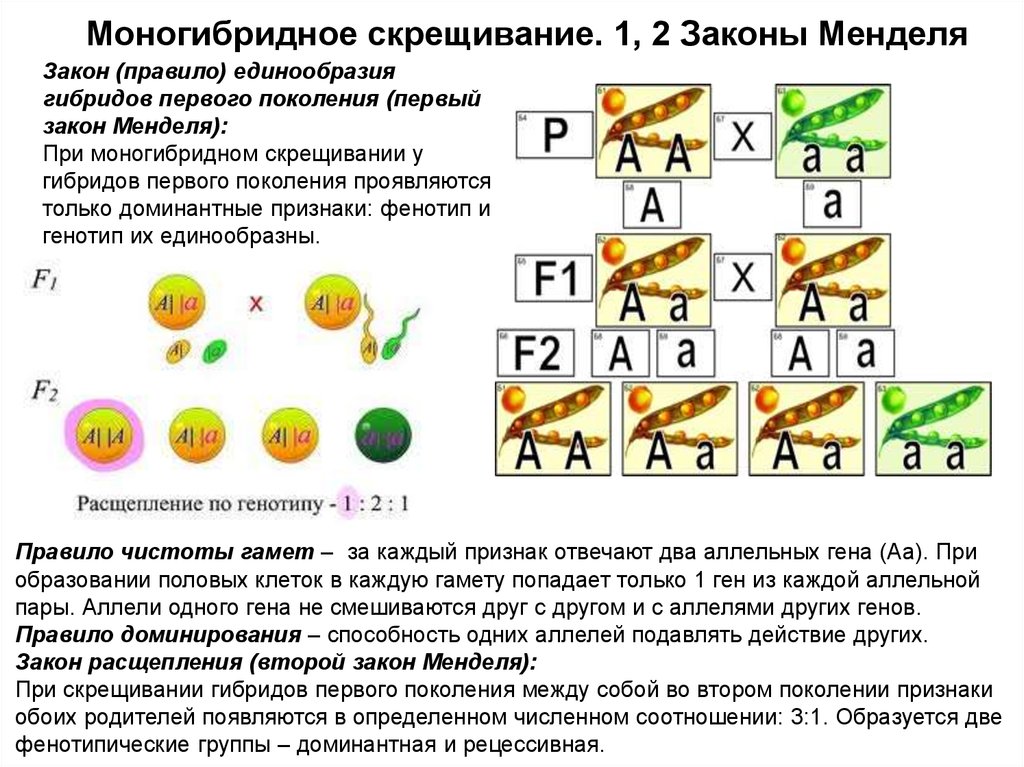 Скрещивание — энциклопедия «знание.вики»