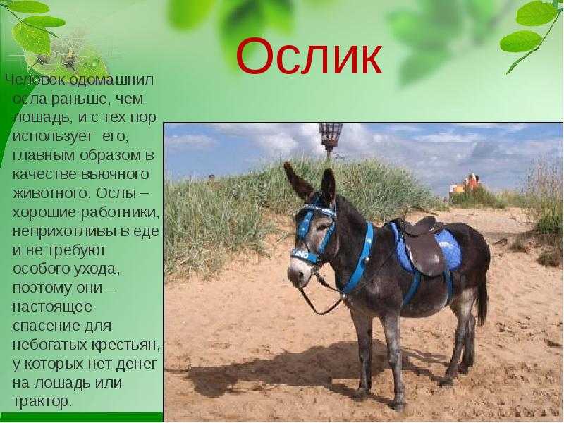 Ишак карабахский. - страна мам