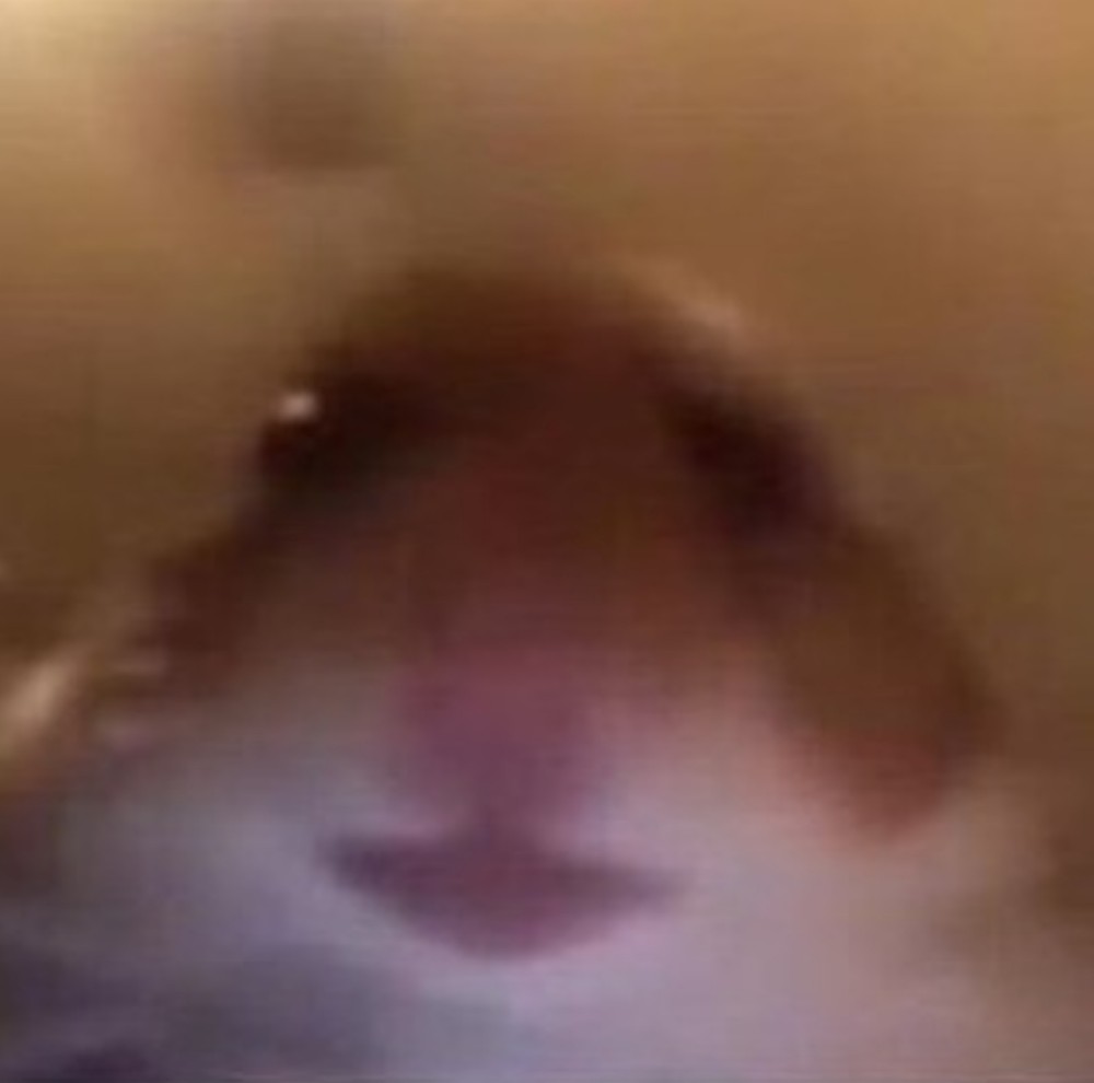 Sad hamster: откуда взялся грустный хомяк с большими глазами и в чём смысл мема