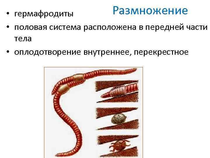 Тип кольчатые черви