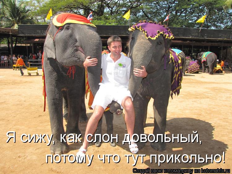 Почему говорят доволен как слон: история происхождения и смысл выражения | гид по китаю