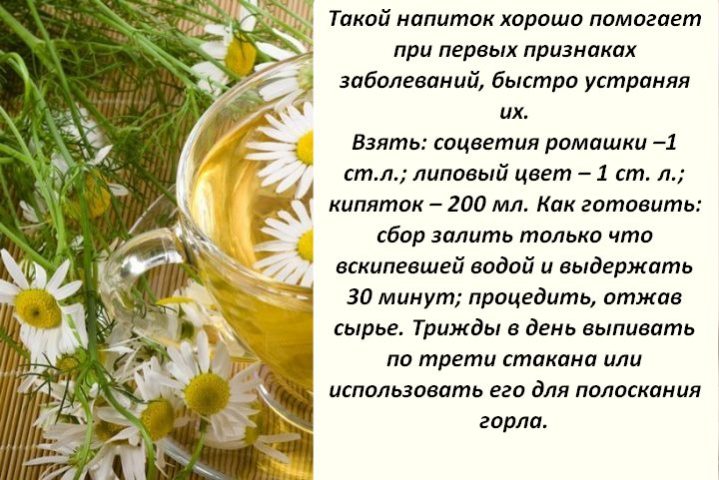 Ромашка аптечная - лечебные свойства, применение и фото ромашки аптечной.