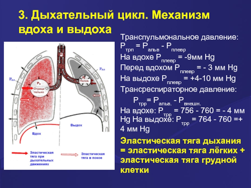 Почему нужно отхаркивать мокроту? - гбуз мо "озерская црб" - официальный сайт гбуз мо "озерская црб"