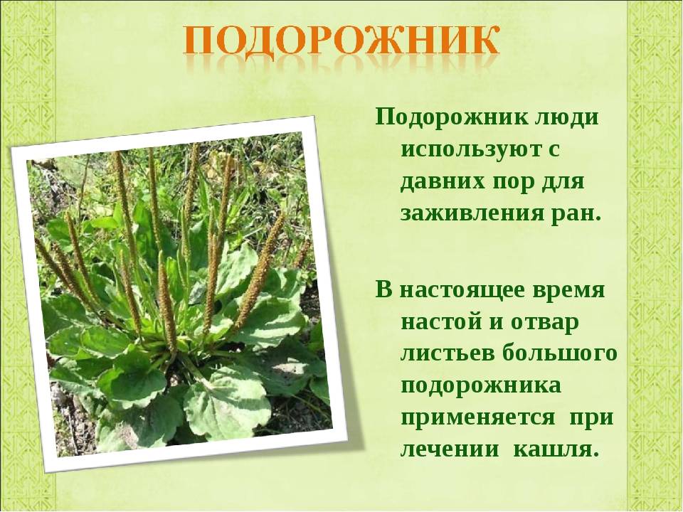 Термопсис ланцетовидный - научная библиотека