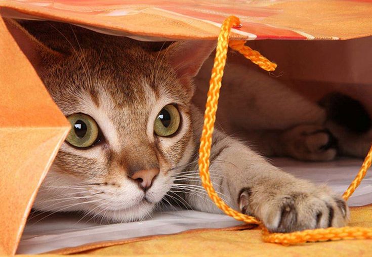 Обоняние кошек и их орган якобсона