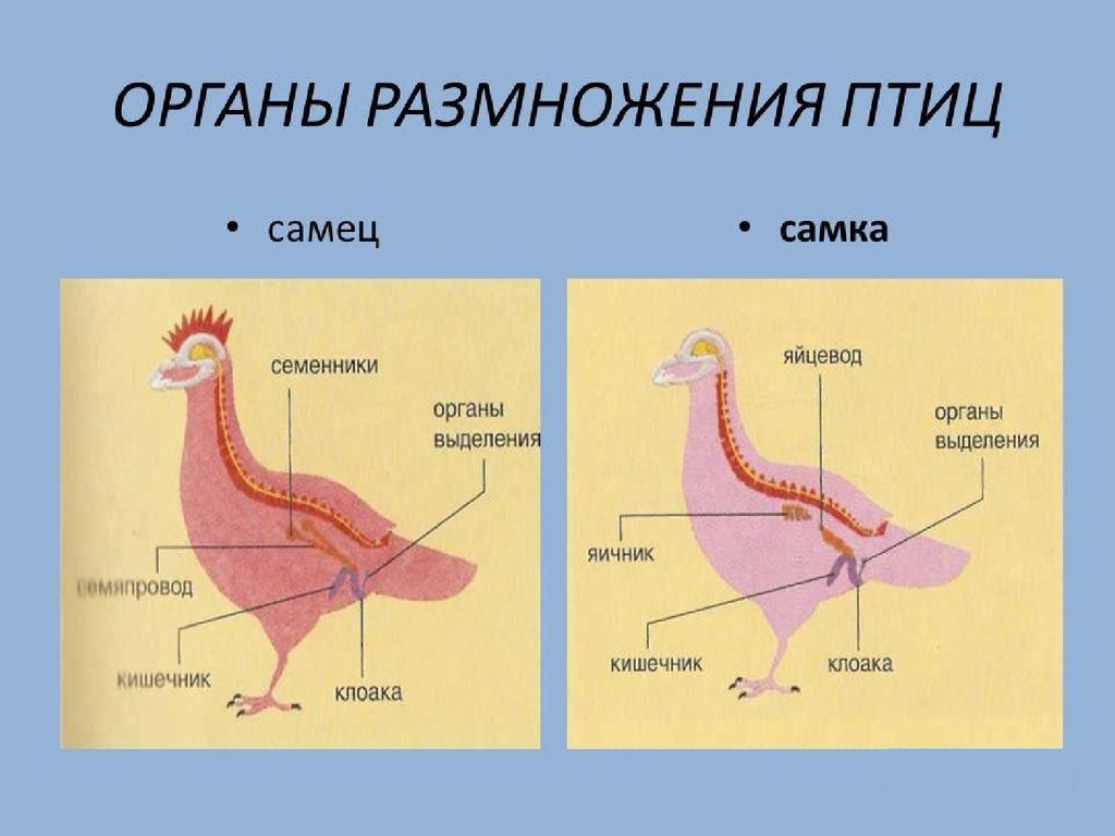 Куры минорка: описание породы, отзывы, фото, разведение