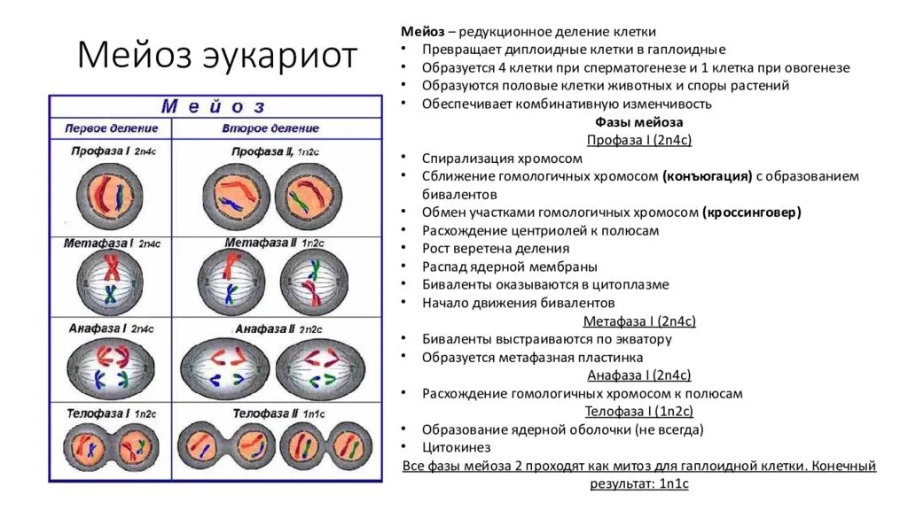 Что такое компактизация хромосом