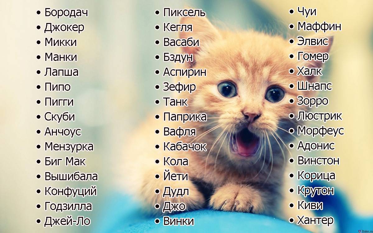 Собака кличка арчи для собак