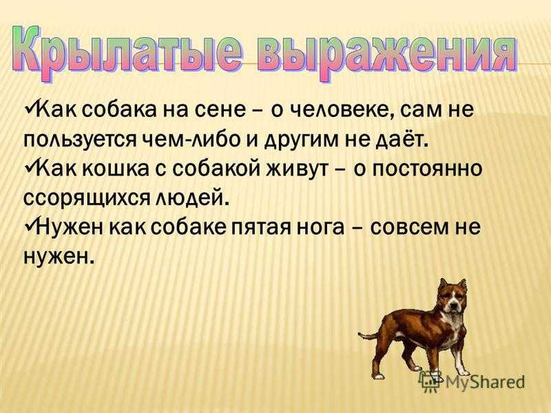 Откуда произошли и что значат популярные фразеологизмы: часть 2