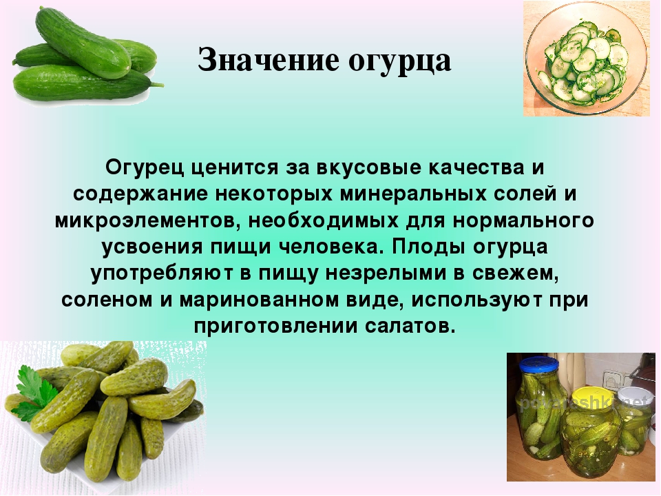 Почему свежие огурцы пользуются такой популярностью и множество людей обожают их свежесть и вкус?