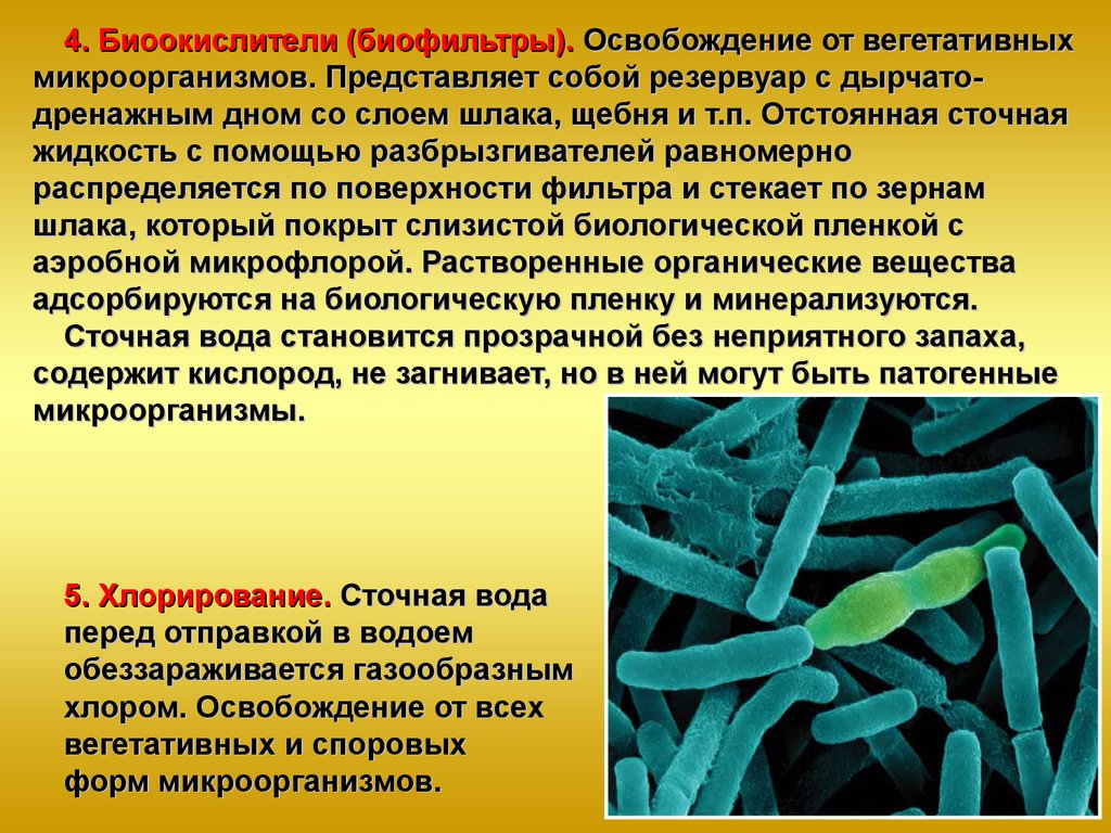 Покоящиеся формы прокариот - морфология бактерий - микробиология учебное пособие - красникова л. в. - троицкий мост 2012
